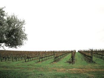 Agricultural field against clear sky