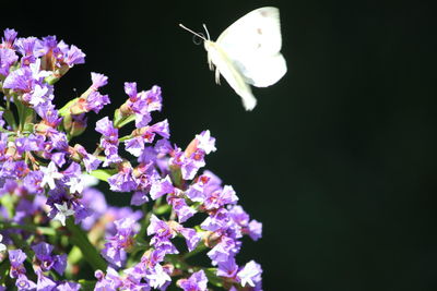 Close-up of insect on purple flowers