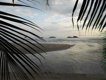 Palm trees on beach