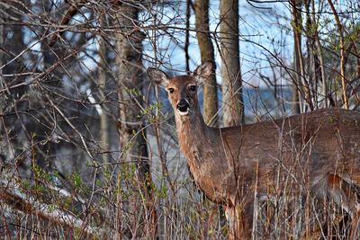 Portrait of deer in the forest