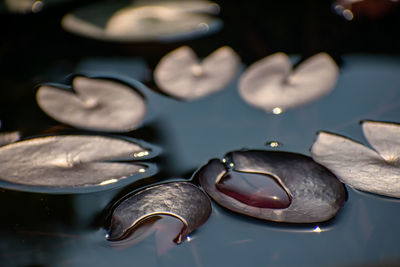 High angle view of eggs in water