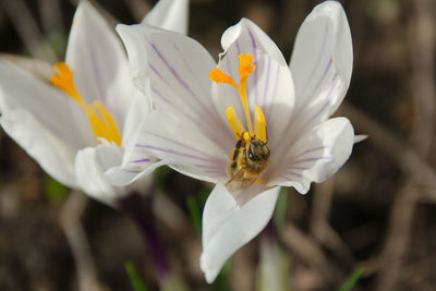 Close-up of bee pollinating flower