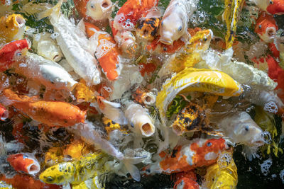 High angle view of fish swimming in sea