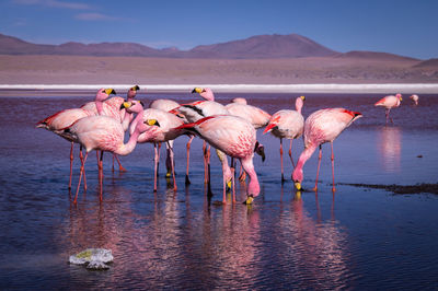 Pink drinking water in a lake