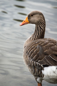 Close-up of duck