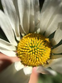 Close-up of fresh white flower blooming outdoors