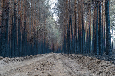 Dirt road amidst trees in forest