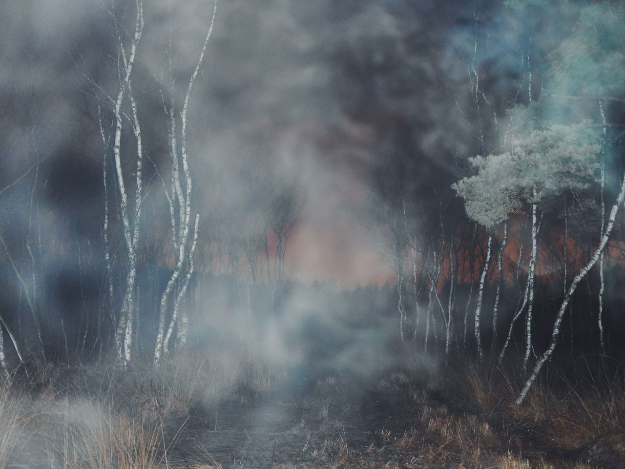 tree, plant, forest, nature, no people, beauty in nature, land, day, smoke - physical structure, environment, outdoors, motion, non-urban scene, scenics - nature, tranquility, forest fire, heat - temperature, emitting, burning, power in nature, pollution