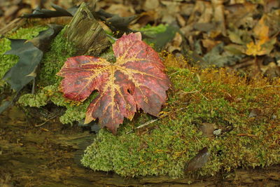 High angle view of dry maple leaves on land