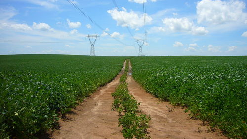 Scenic view of agricultural field against sky