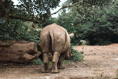 Rhinoceros standing on field