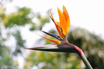 Close-up of orange flowering plant