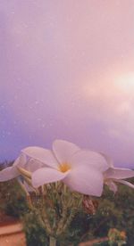 Close-up of purple flowering plant against sky