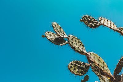 Close-up of cactus against clear sky