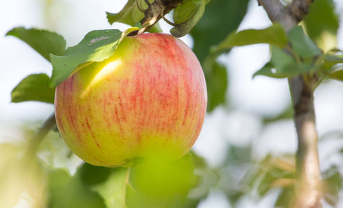 Close-up of apple growing on tree