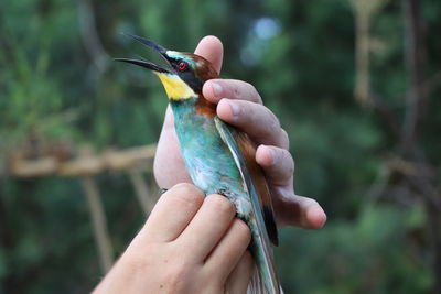 Cropped image of hand holding bird