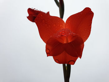 Close-up of red rose against white background