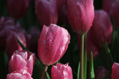 Close-up of wet pink tulip