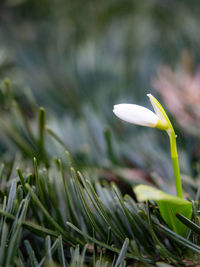Close-up of flower growing outdoors