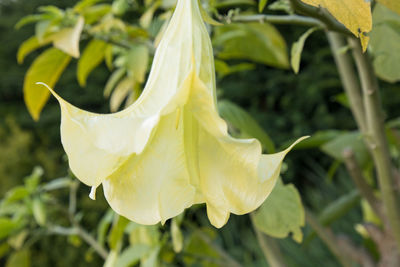 Close-up of white flowering plant