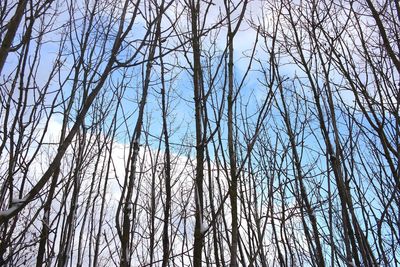 Low angle view of bamboo trees in forest