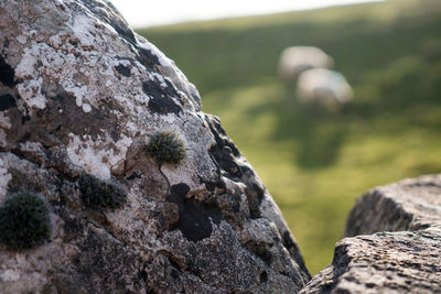 Close-up of rock on tree