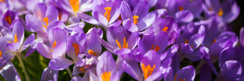 Close-up of purple flowers