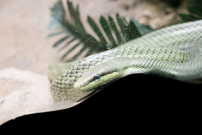 Close-up of snake