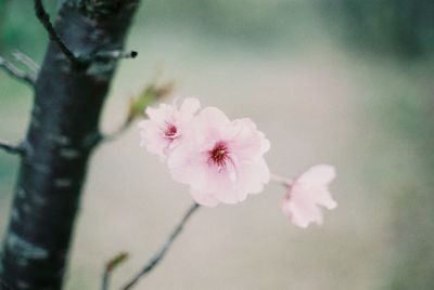 Close-up of pink flowers on tree