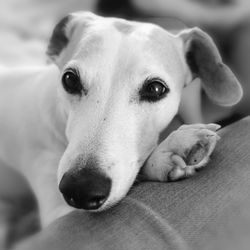 Close-up portrait of dog relaxing