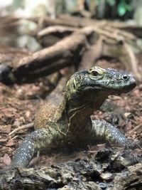 Close-up of lizard on rock