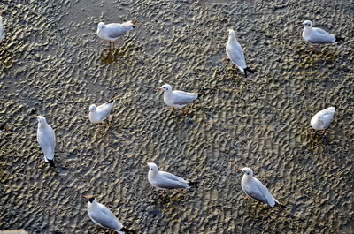 High angle view of seagulls