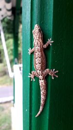 Close-up of lizard on wood