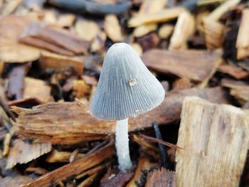 Close-up of mushroom growing on wood