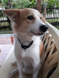 Portrait of dog sitting on chair