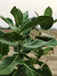Close-up of fresh green plant