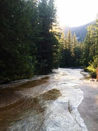 Road passing through forest