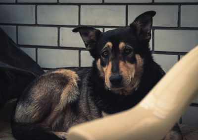 Portrait of dog relaxing at home