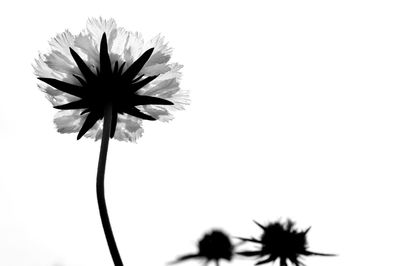 Low angle view of white daisy flowers against sky