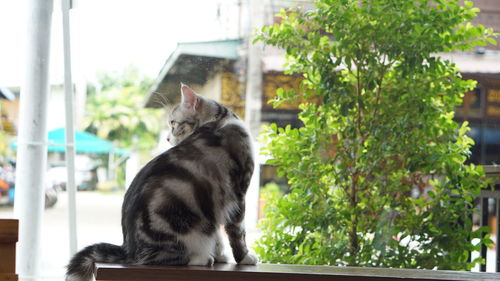 Cat sitting on a window
