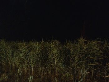 Plants growing at night