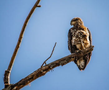 Low angle view of eagle perching on branch against sky