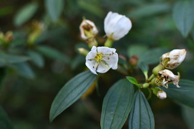 Close-up of white flowering plant