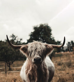 Portrait of cow on field