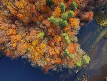 High angle view of trees and plants during autumn