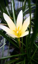 Close-up of yellow crocus blooming outdoors