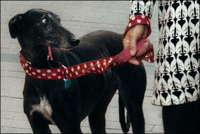 Man with dog standing on hand