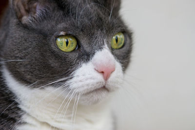 Close-up portrait of cat