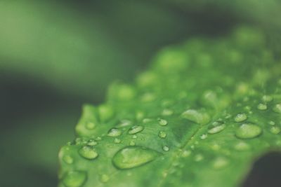 Close-up of water drops on leaves