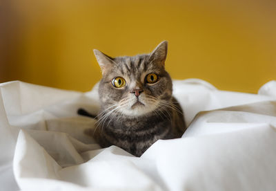 Close-up of tabby cat sitting in bed